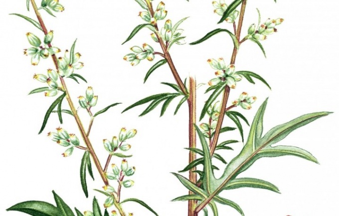 Harm and benefits of motherwort