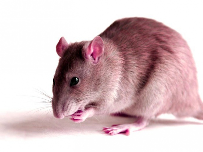 Как прогнать крыс из дома без химии