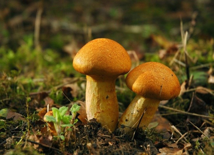 Какие грибы считаются условно съедобными