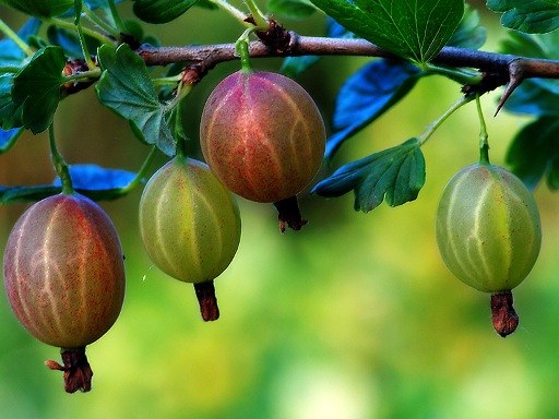 Как вырастить ягодные деревья