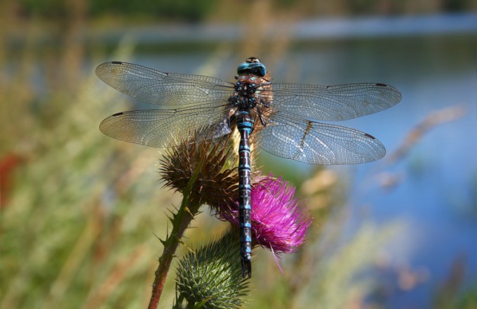 What to eat dragonflies