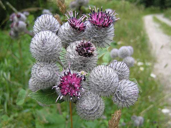 The useful benefits of burdock oil