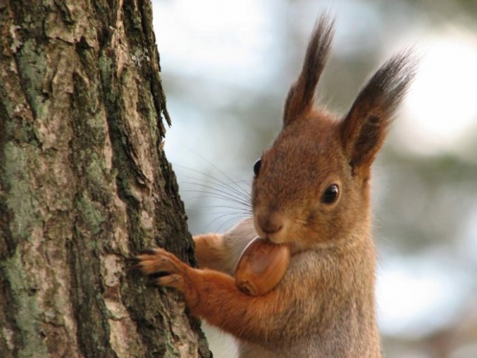 What to eat squirrels