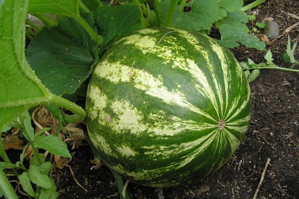 When ripe watermelons in the Krasnodar region