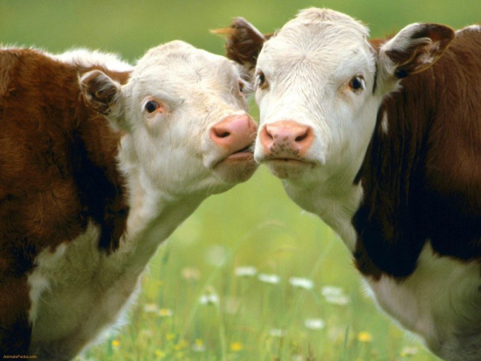 Почему коровы постоянно жуют