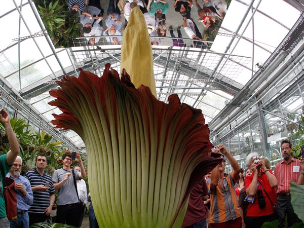 Какой цветок самый большой в мире