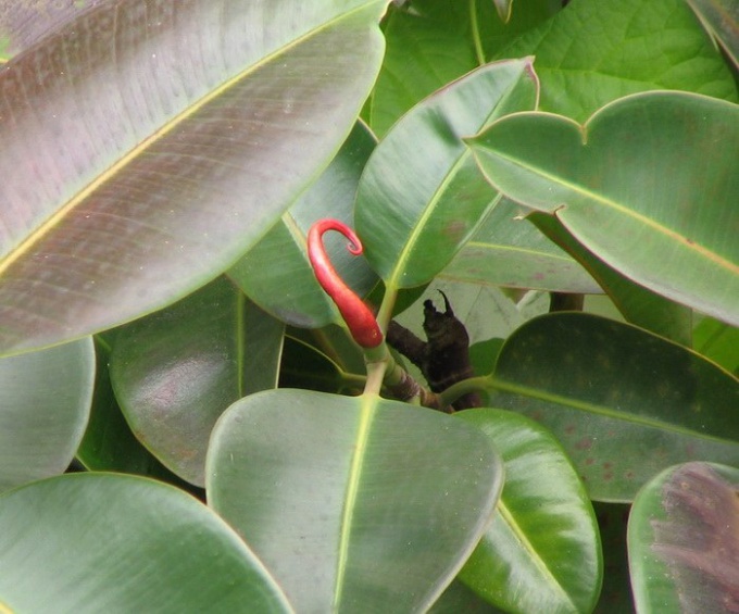 Why leaves turn yellow ficus