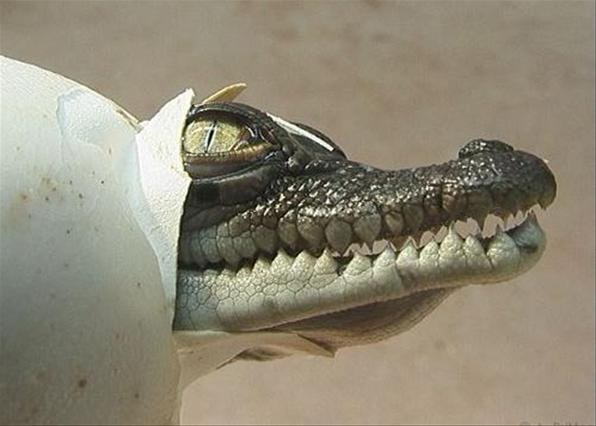 Как размножаются крокодилы