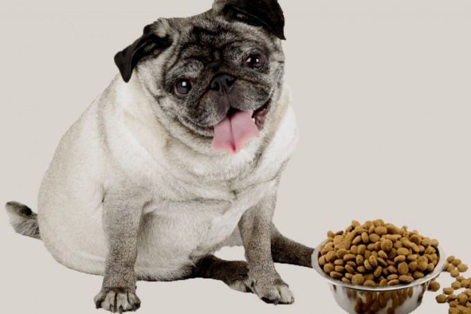 What dry food to feed a pug