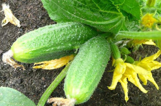 What varieties of cucumbers give a higher yield