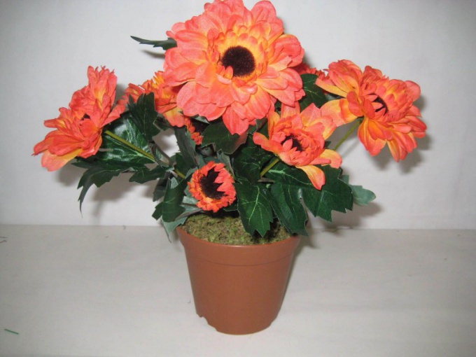 What kind of potted plant as a gift is best choose