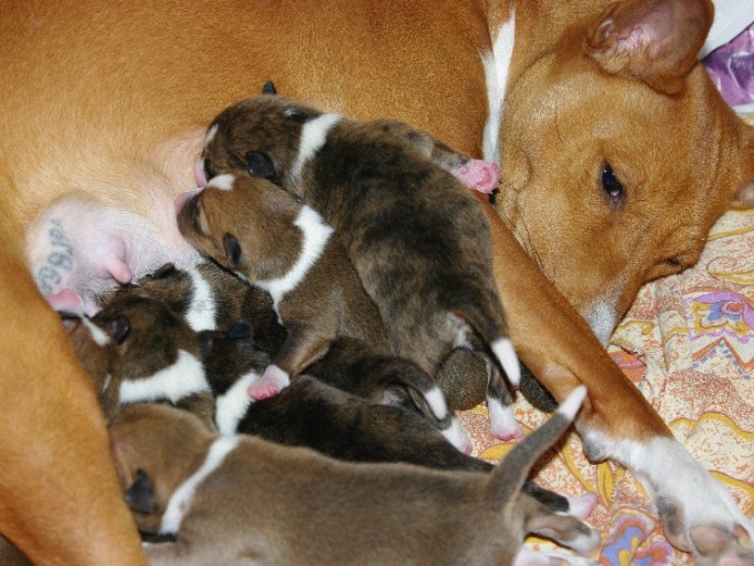 What to feed dog after giving birth