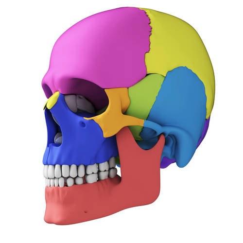 Строение костей черепа