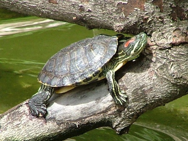 Нужна ли черепахам вода