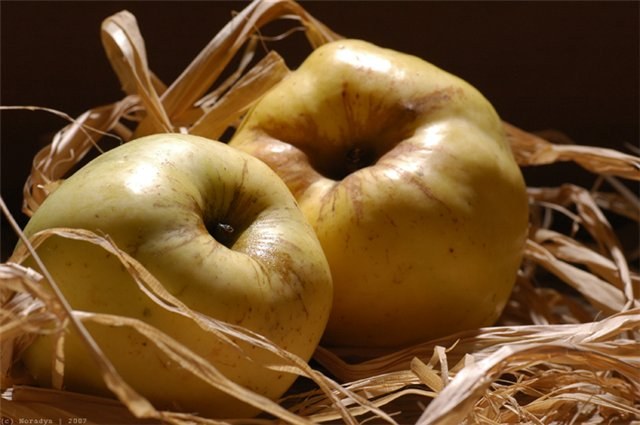 Как сохранить в свежем виде яблоки до весны