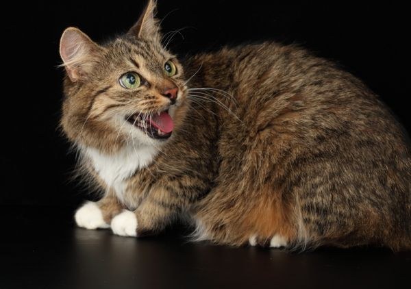 Why a well-fed cat is always yelling