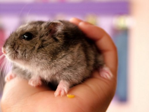 How I live Djungarian hamsters