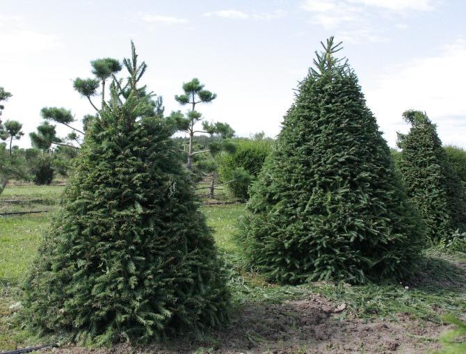 How many years to grow a spruce tree in the country