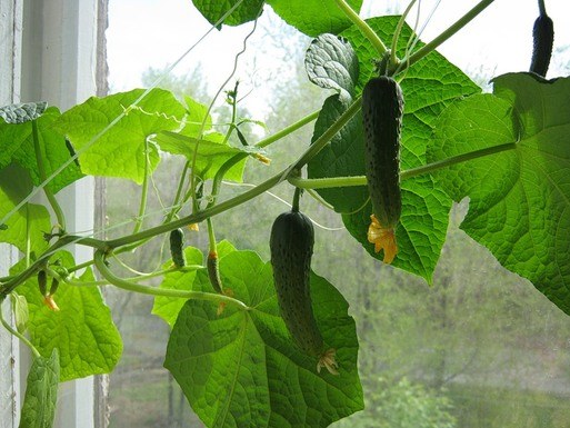 How to pollinate cucumbers in the home