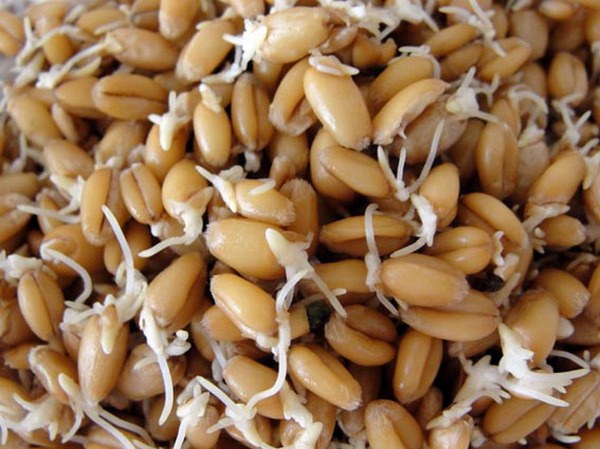 Как приготовить салат из пророщенной пшеницы