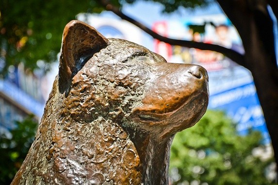 Где установлен памятник Хатико, верному и преданному псу