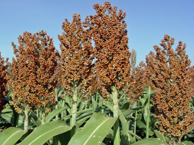 What is sorghum