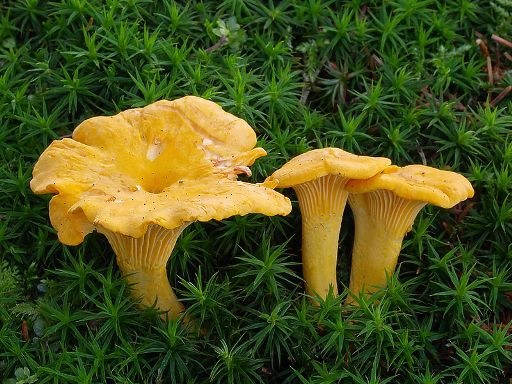 Alcohol tincture of mushrooms chanterelle mushrooms: therapeutic properties