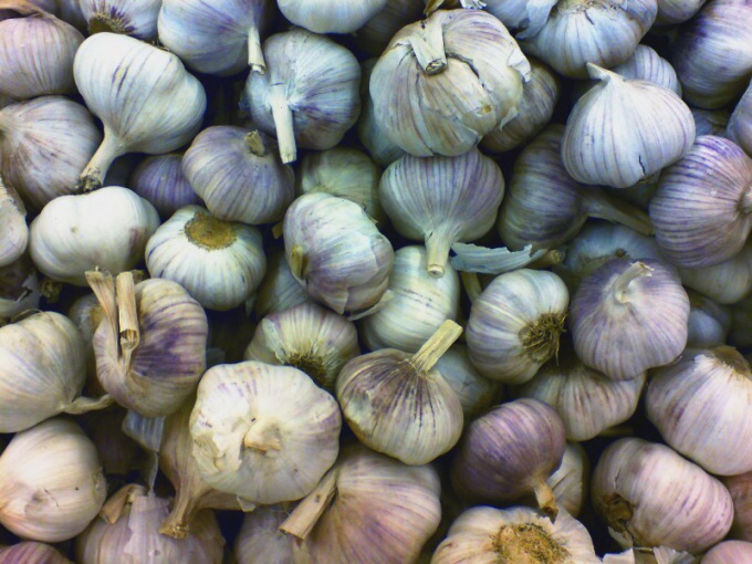 A clove of garlic on an empty stomach: myth or panacea