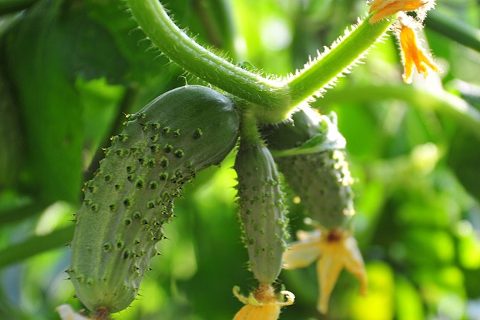 Why yellow ovaries of cucumber