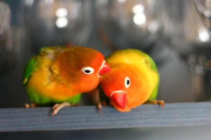 How much is parrot lovebird