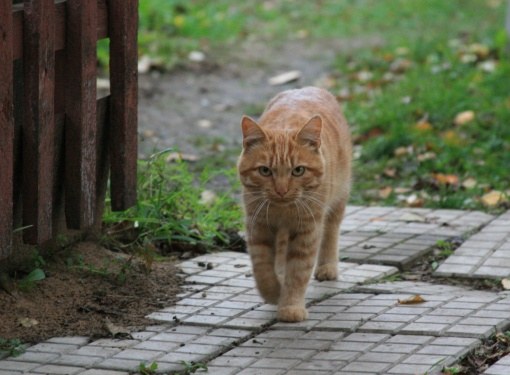 Whether to castrate the village cat