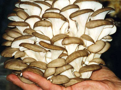 Как приготовить грибы вешенки, тушеные со сметаной  в микроволновке