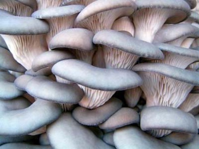 Чем пригодны грибы вешенки