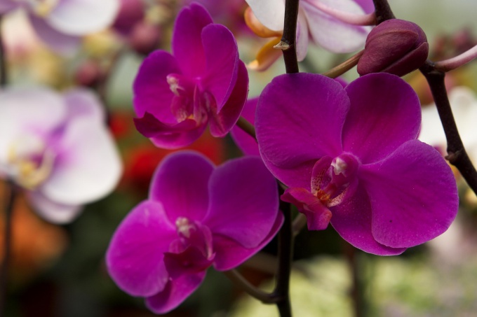 How to make Orchid bloom