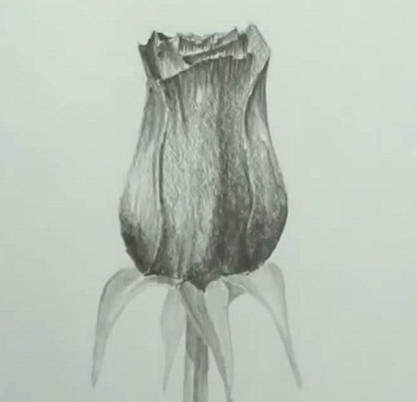 Как нарисовать розу поэтапно