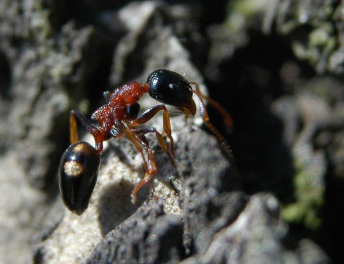 Как избавиться от муравьев: несколько способов