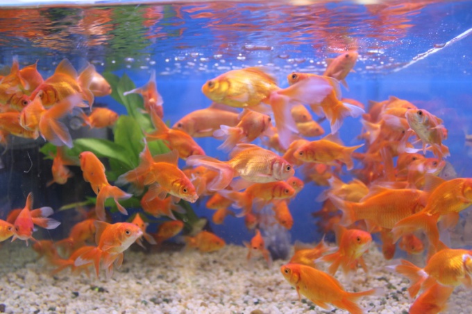 Как предпочесть сухой корм для аквариумных рыбок