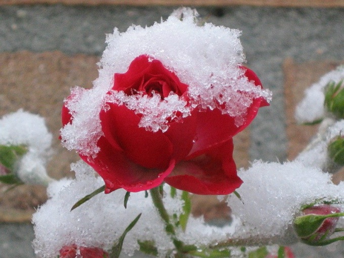 Как подготовить розы к зимнему укрытию