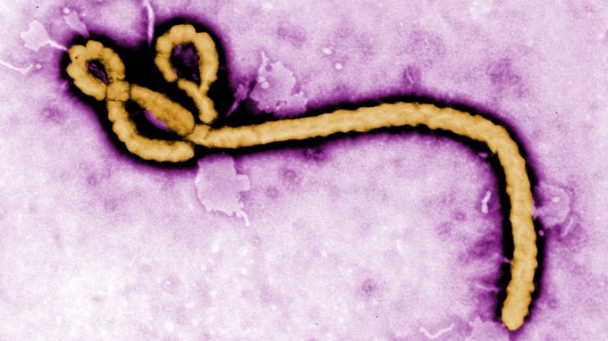Лихорадка Эбола: симптомы, лечение