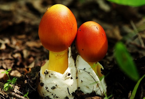 Как опознать цезарский гриб или Amanita caesarea