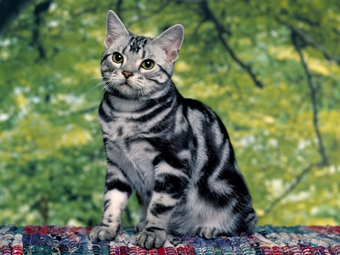 Породы кошек: азиатская табби