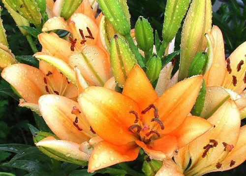 How to care for outdoor Lily