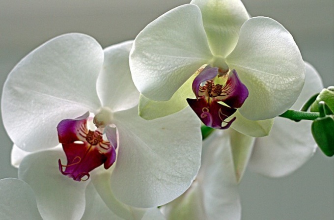  Уход за орхидеей зимой