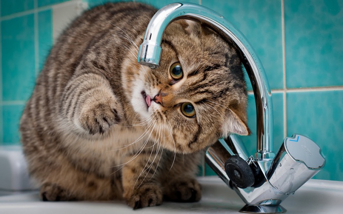 Если кошка не пьет воду