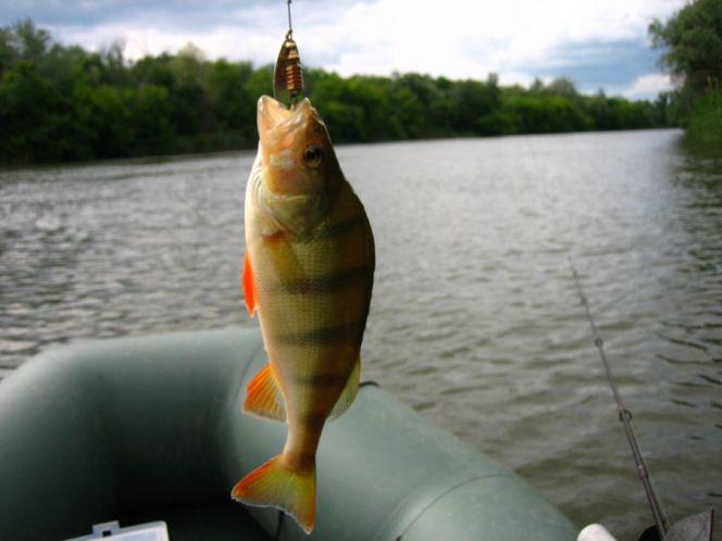 How to jerk perch