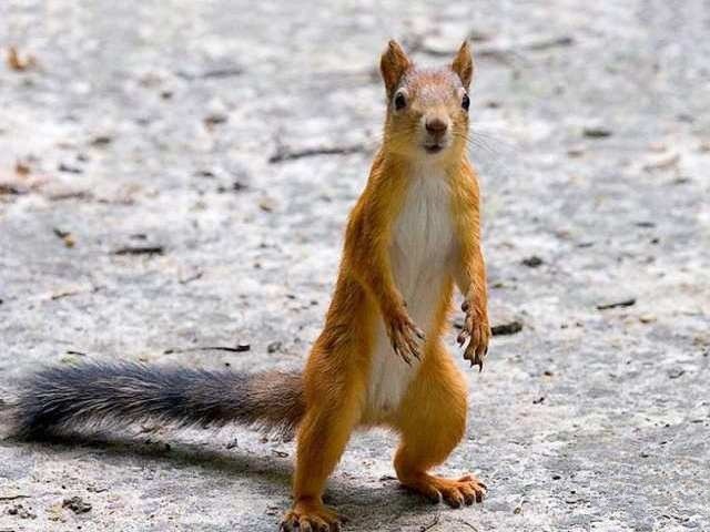 Squirrel