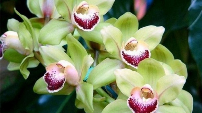 What to do if your Orchid leaves turn yellow