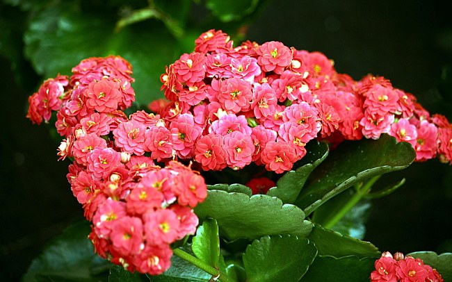 How to care for Kalanchoe, kalandiva