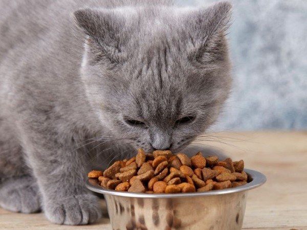 Чем вреден сухой корм для котов