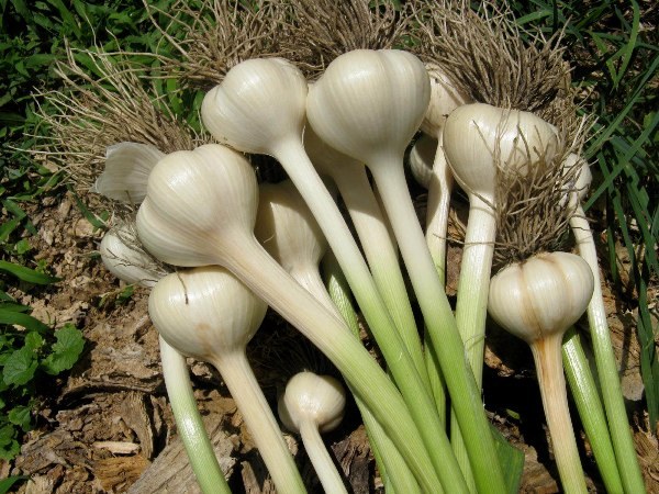 When and how to plant garlic